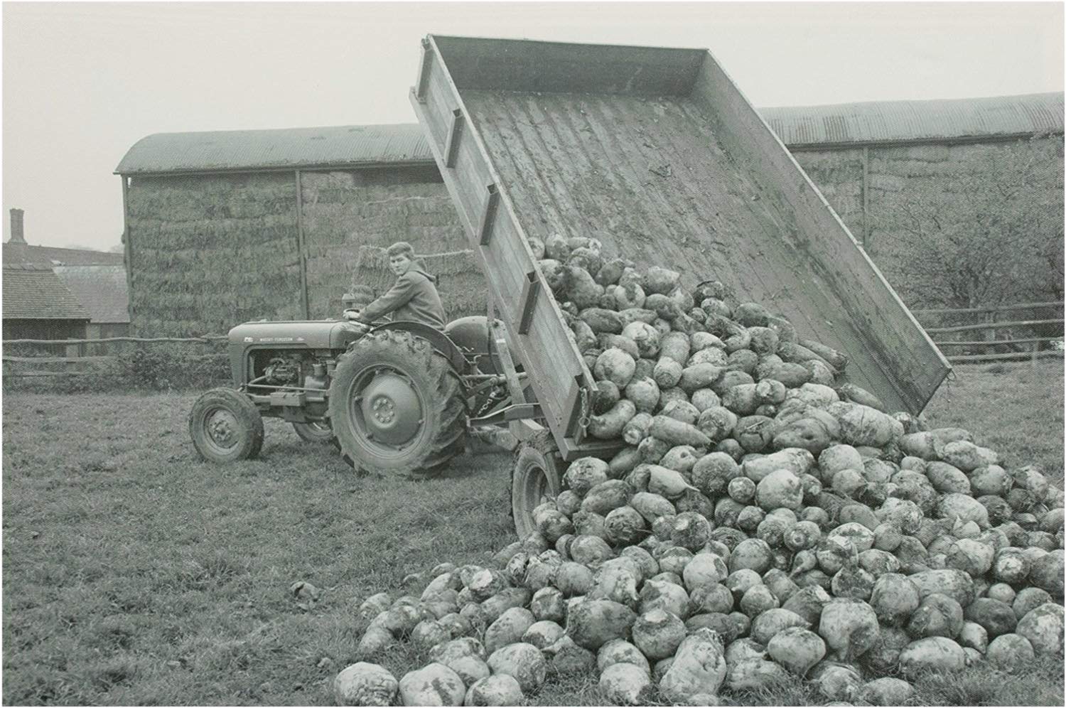 Garden Market Place Black/White Massey Ferguson Mf35 Tractor And Trailer Tipping Turnips Canvas Picture Print- And 60X40x1