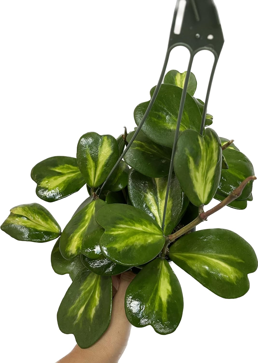 Inner Variegated Hoya Kerrii Hoya Plants Live Houseplant