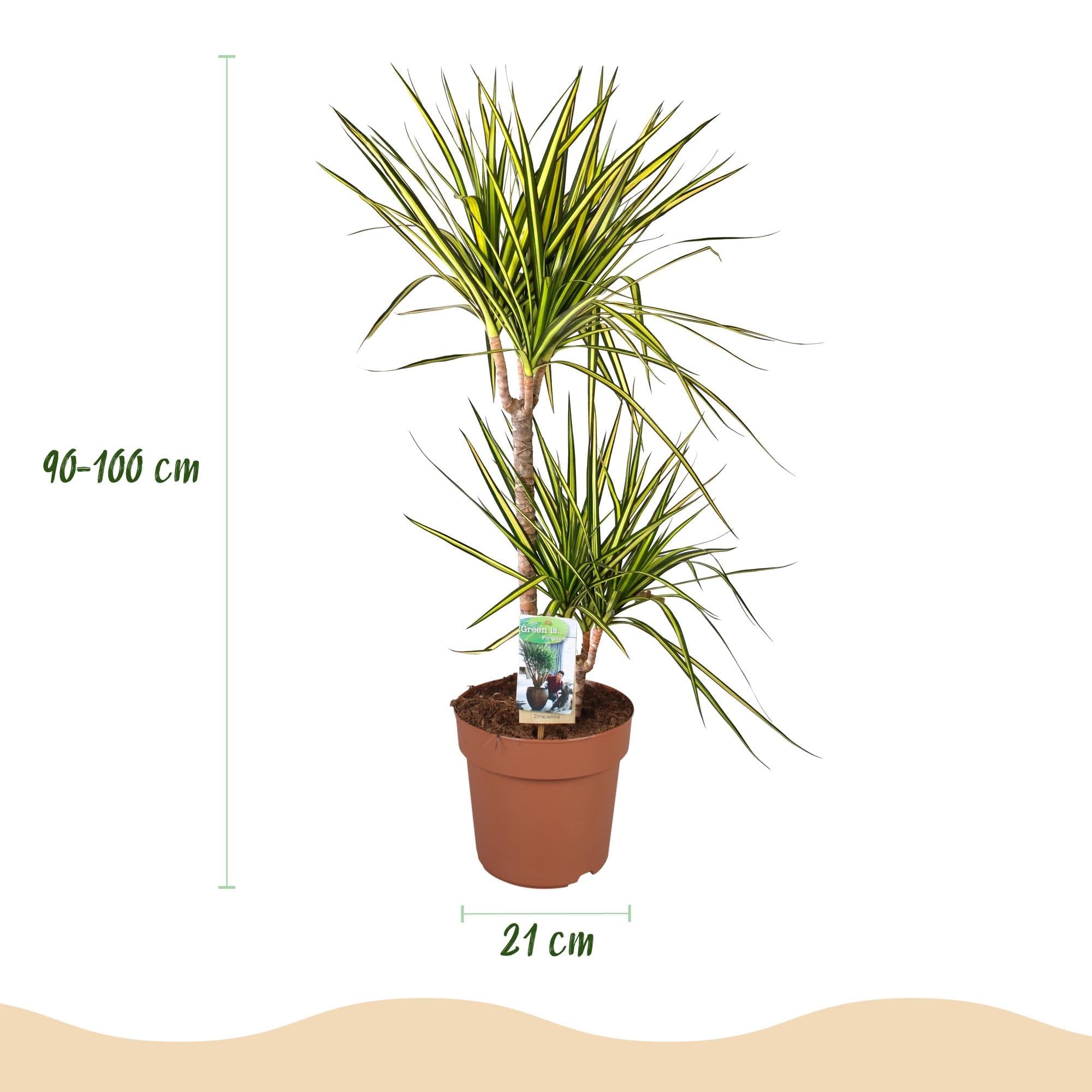 Green boutiQ - Zimmerpflanzen - Dracaena Sunray - Drachenbaum - Wenig Pflege - Grün - Gelb - 1 Pflanze - mit Potter Weiß - Topf 21cm - Höhe 90-100cm