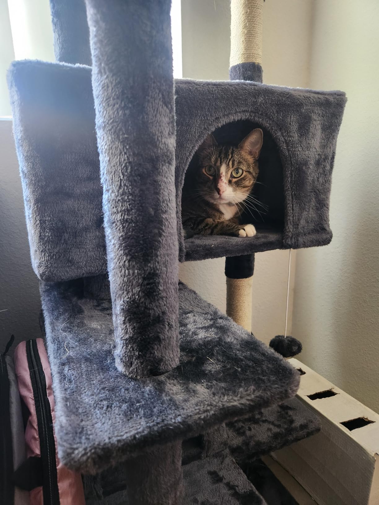 FDW Cat Tree 54in Cat Tower Multi-Level Durable Cat Scratching Post & Cozy Fun Cat Jumping Platform Space Saving Cat Condo Pet Play House for Indoor Cats,Dark Gray photo review