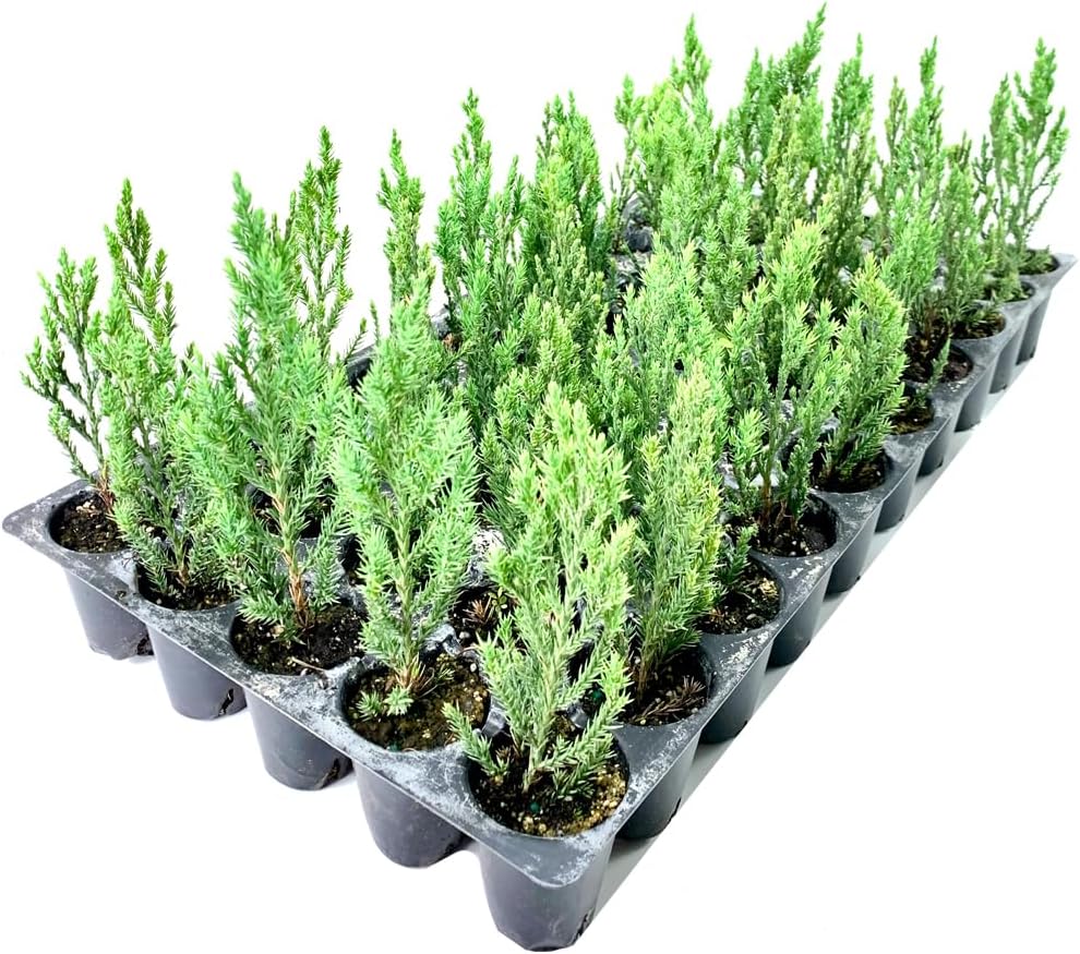 Blue Point Juniper | 10 Live Plants | Juniperus Chinensis | Drought Tolerant, Evergreen Landscape, Low Maintenance, Privacy Screen, Fast Growing, Outdoor Shrub, Year-Round Interest