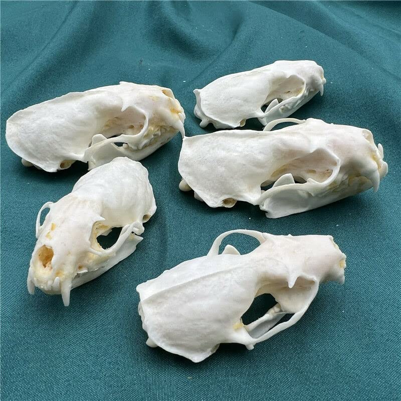CLLOEAT Taxidermy Real Mink Skull Animals Skulls, Real Bones Specimen, Taxidermy Supplies for Science Education, Special Gift, DIY Home&Office Decor (5)