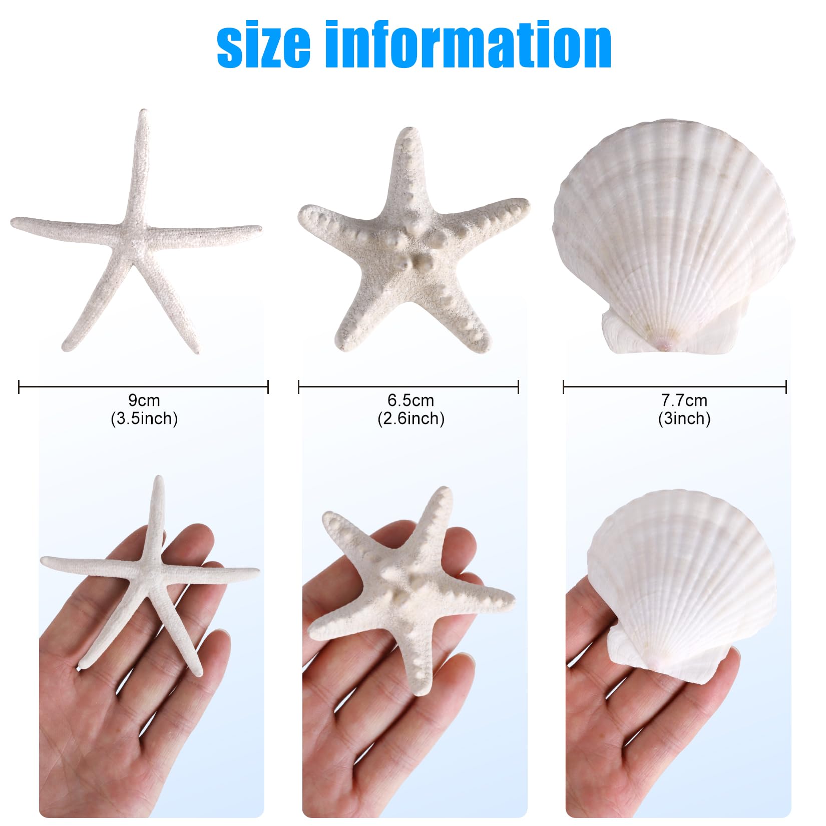 PPCLION 24 PCS Natural Starfish 2-4
