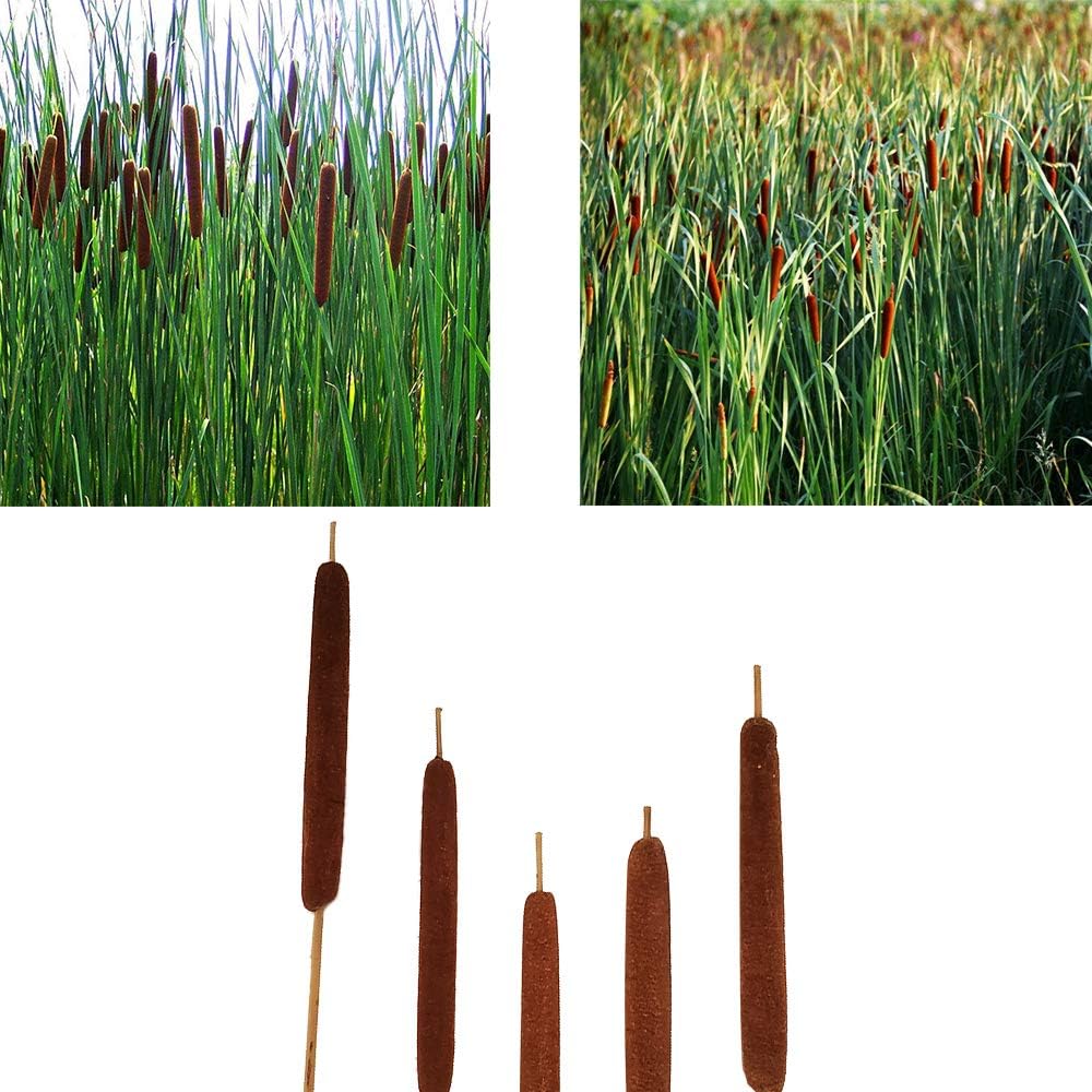 40 Pcs Dried Natural Cattails Jumbo Dried Flowers for Floral Arrangement Wedding Home Decoration