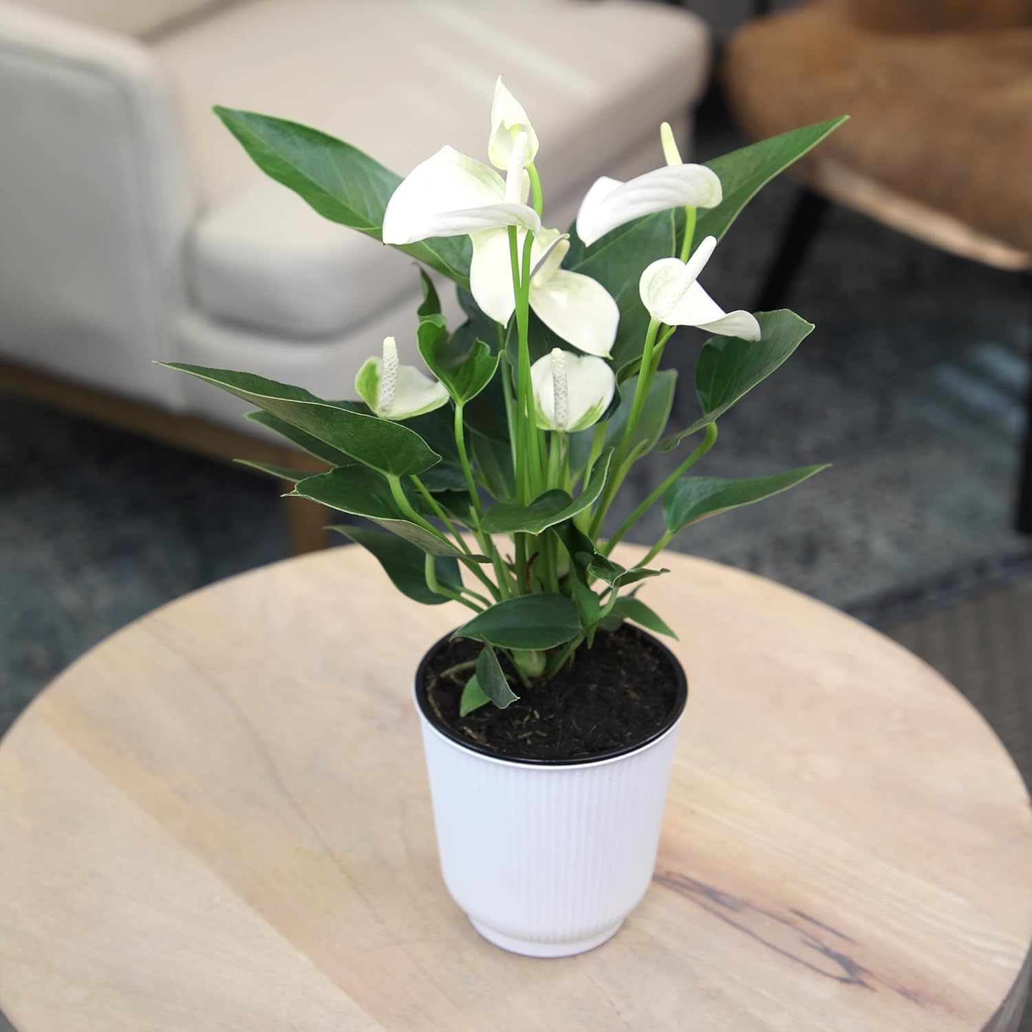 White Anthurium Live Sympathy Plant (Approx 11-14" Tall), Easy to Grow Flowering Houseplant in 4" White Decor Pot by Plants for Pets