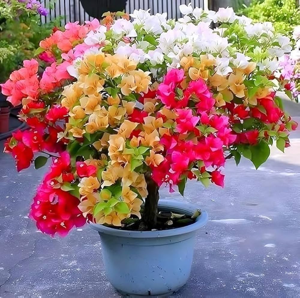 5–7 Color Multi Grafted Thima Bougainvillea Kagoj Flower Live Plant Without Pot | Rare Multicolor Blooming Vine | All Season Outdoor Climber | High Flowering Ornamental Garden Plant-picture-10