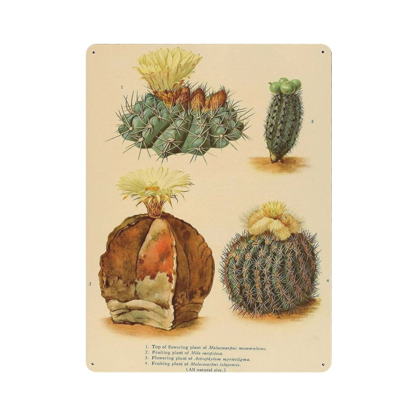 AOOEDM Cactus on The Wall Vintage Metal Tin Sign for Home Coffee Shop Office Wall Art Metal Poster Garage Decor Man Cave Sign Inspirational Quote Wall Decor