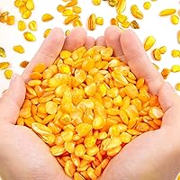 Vista 18 de QICQDRAM Conchas trituradas para manualidades de aproximadamente 1 libra (14.29 oz/14.28 onzas), pequeñas conchas naturales trituradas a granel