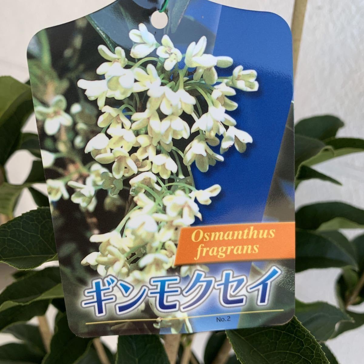 銀木犀 ギンモクセイ 【根巻 庭木 ガーデン 金木犀 シンボルツリー