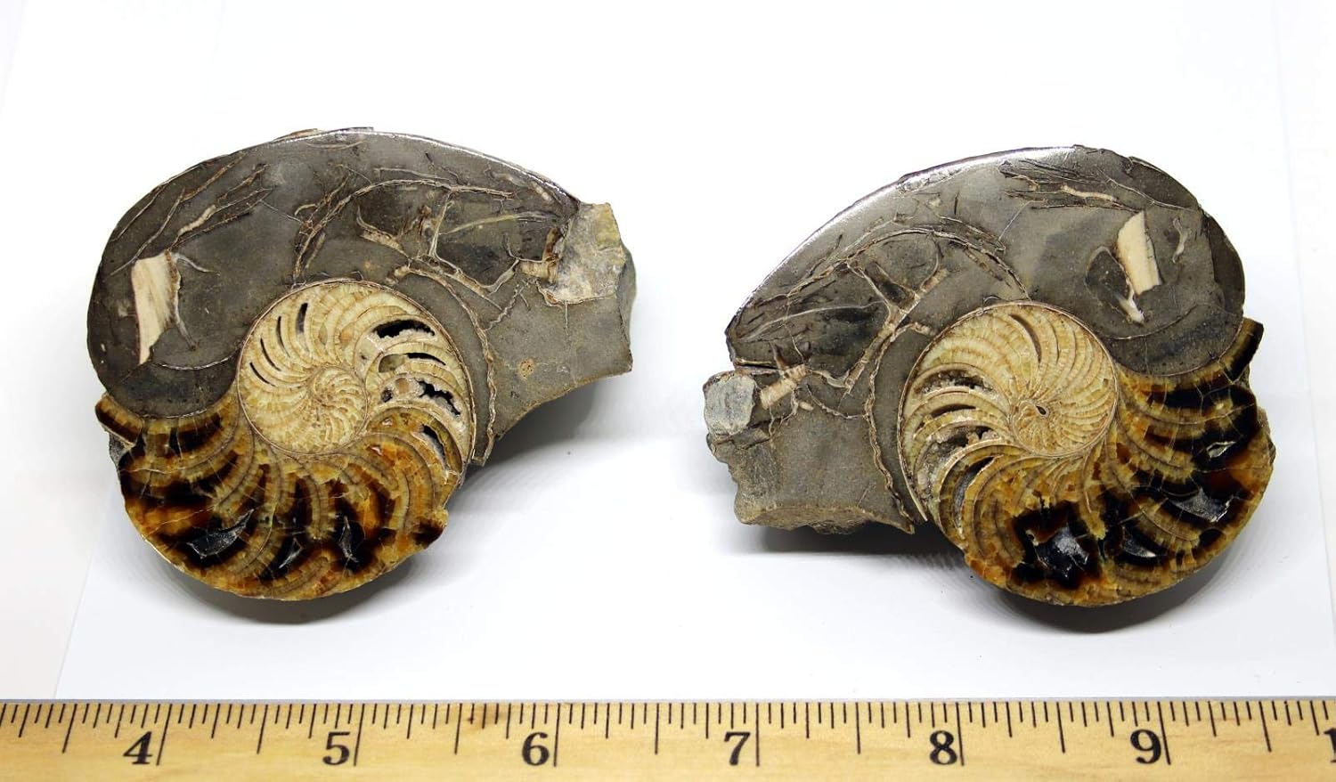 Eutrephoceras Nautilus Fossil Pair Late Cretaceous Montana 17o #16262