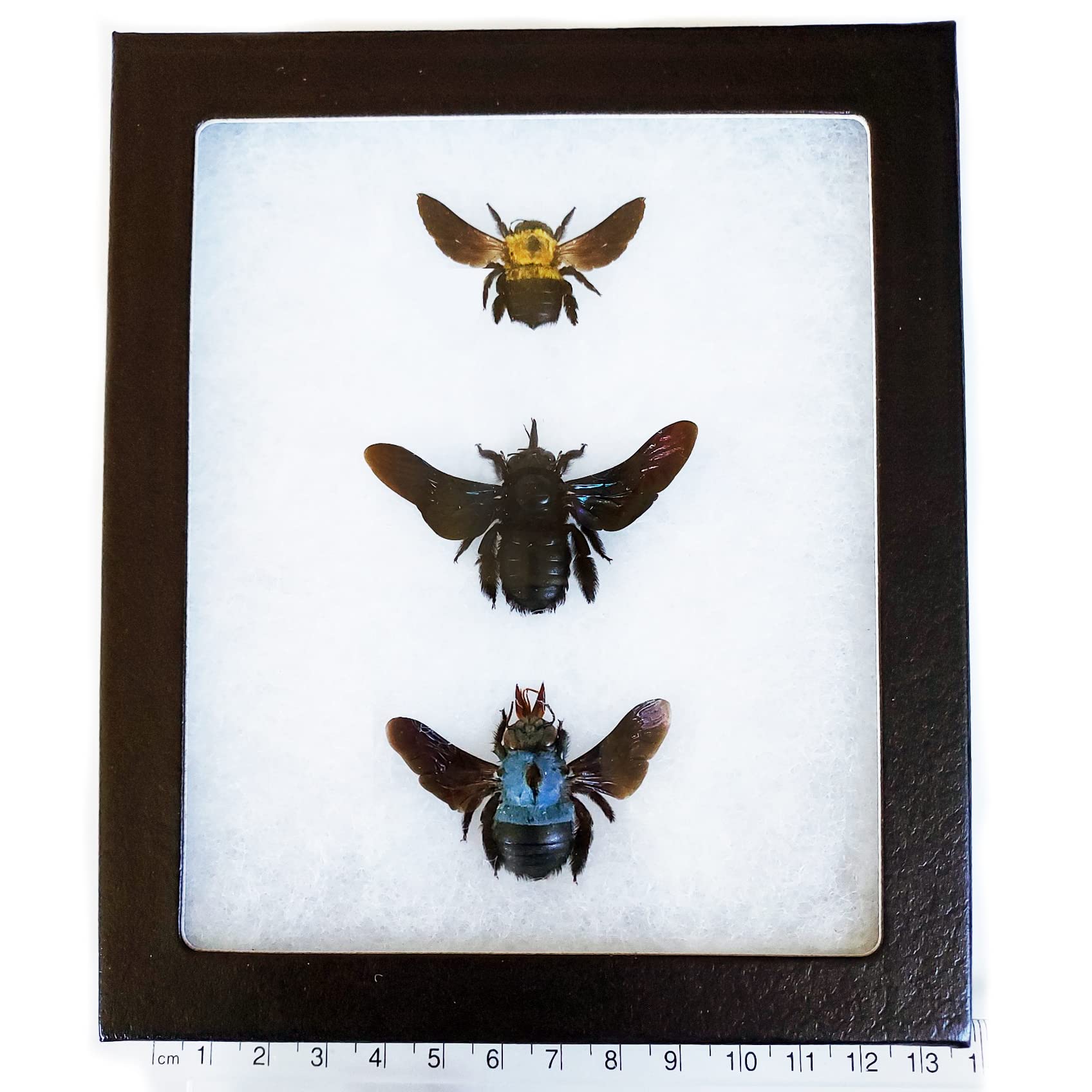 BicBugs Xylocopa confusa latipies caerulea Framed Trio Blue Yellow Carpenter Bees