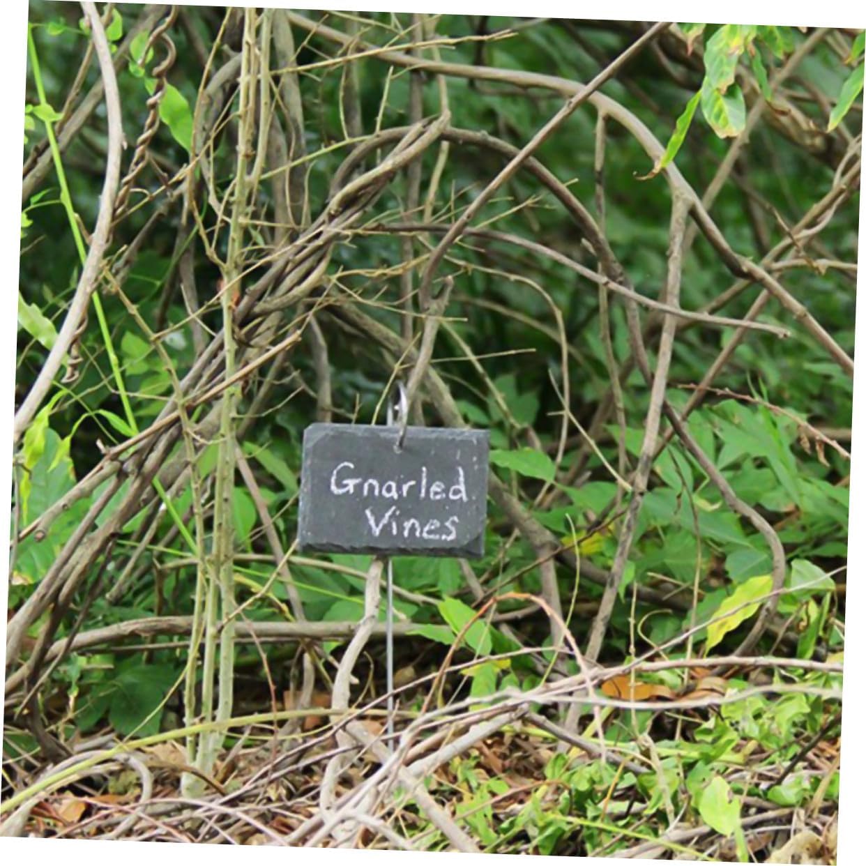 Weather-Resistant Stone Plant Labels with Chalk for Garden Supplies Garden Markers for Outdoor Plants Reusable Tree Labels and Flower Bed Signs Sturdy Ornaments for Identification