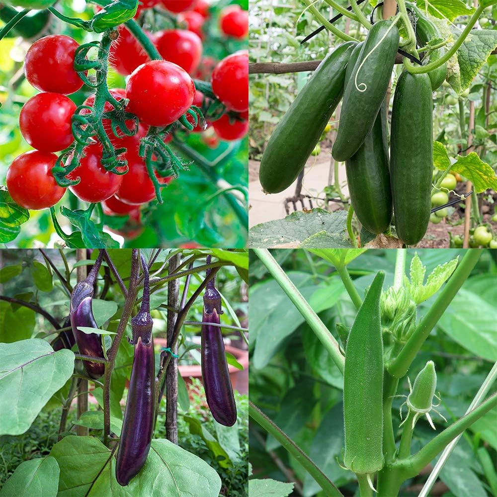 夏植え トマト きゅうり なすび オクラ苗セットセット品種 宅配便送料無料