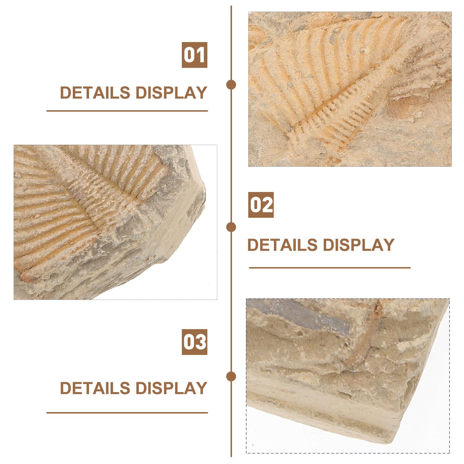 Fossiles de Trilobites Naturels 5 Pièces, Spécimens Pédagogiques Uniques Aléatoire, Modèle de Simulation D’arthropode Ancien pour Collection et Enseignement Scientifique