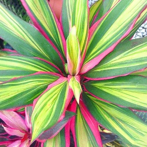 Miniatura 2 de 10 semillas de plantas de Ti para plantar semillas de hojas tropicales de cordyline coloridas