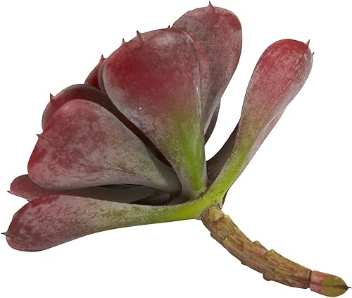 Miniatura 6 de Nearly Natural 6105-BG-S12 Echeveria Suculenta, 6 pulgadas, borgoña, juego de 12