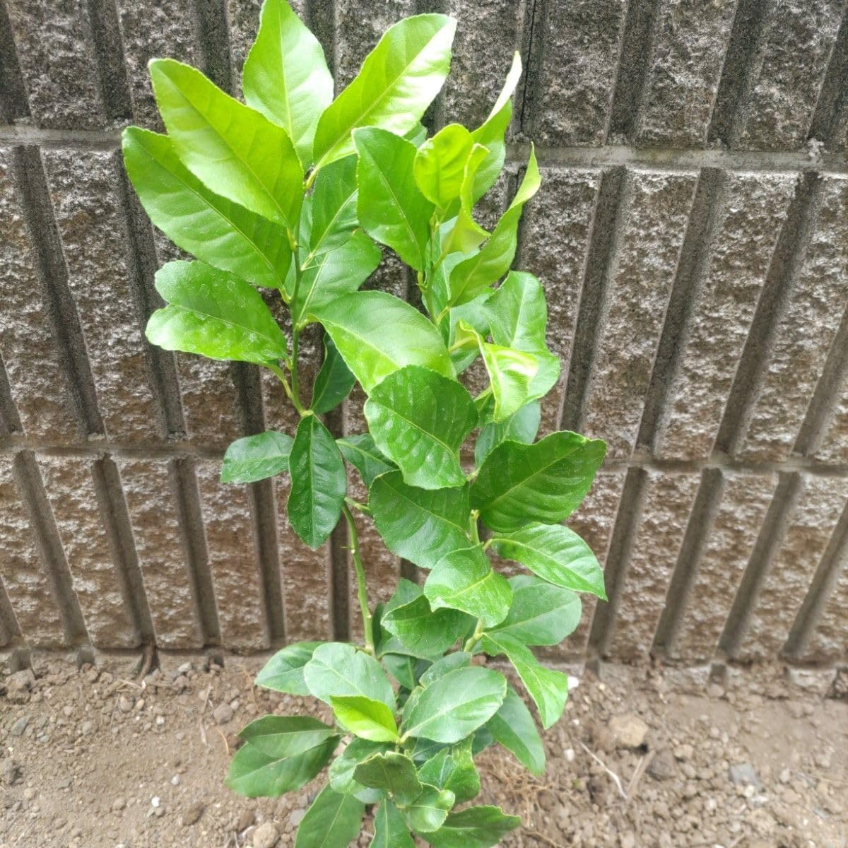 アゲハチョウ幼虫餌 柑橘類苗