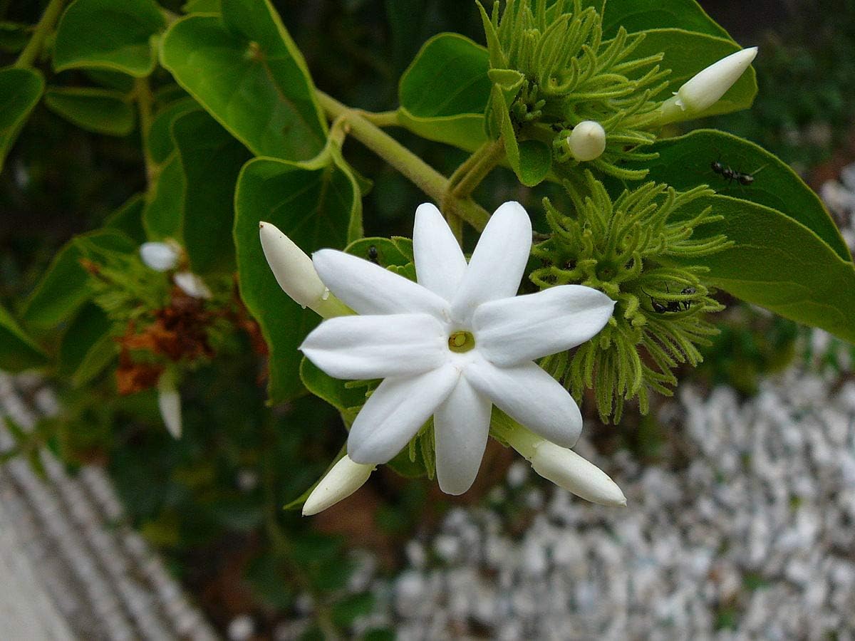 Downy Jasmine - 50 Live Plants - Jasminum Multiflorum - Blooming Shrub