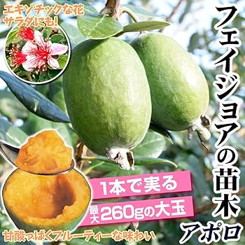 Amazon.co.jp: フェイジョア苗 アポロ 挿木1年生ポット苗 1株