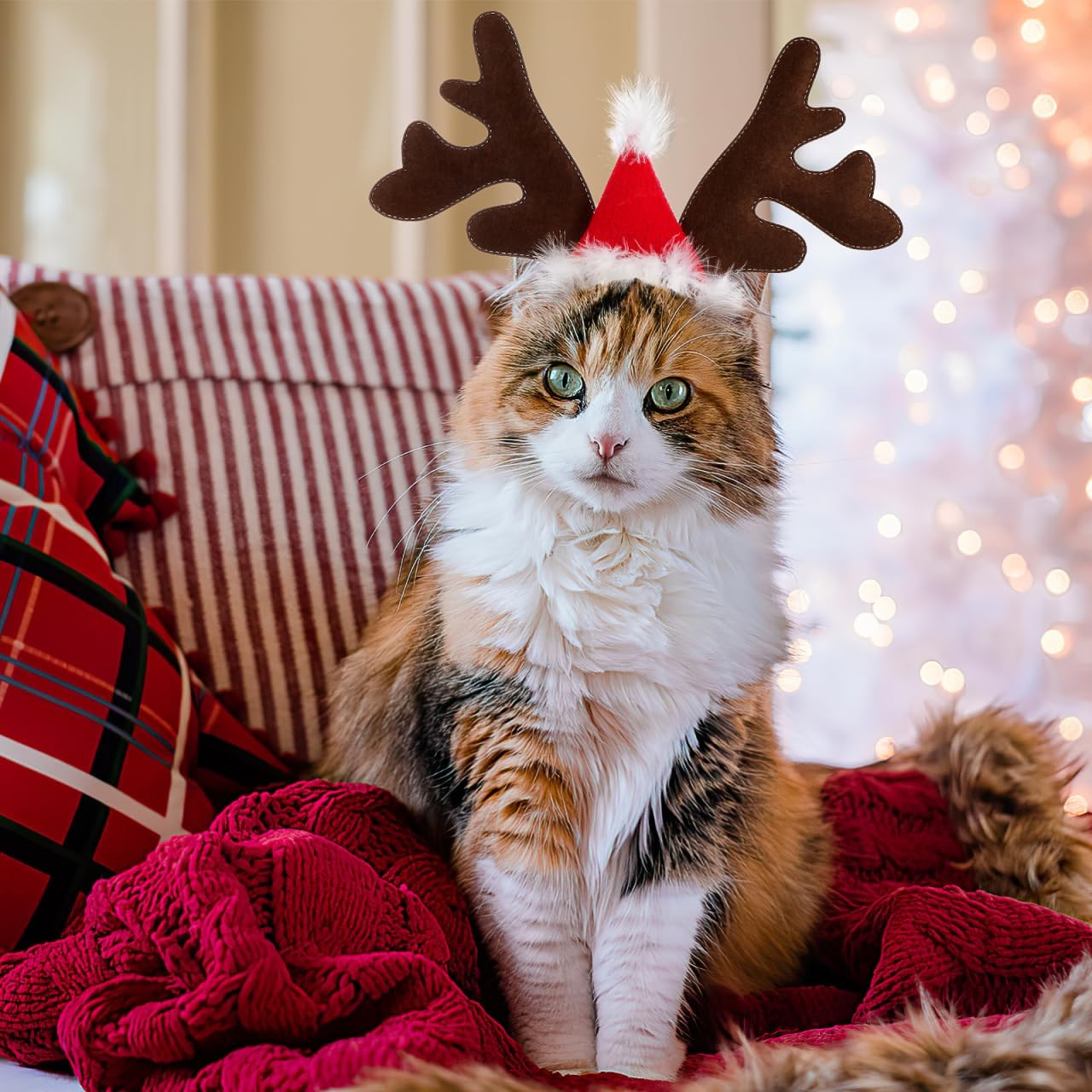 Vianočná čiapka pre psov počas nosenia