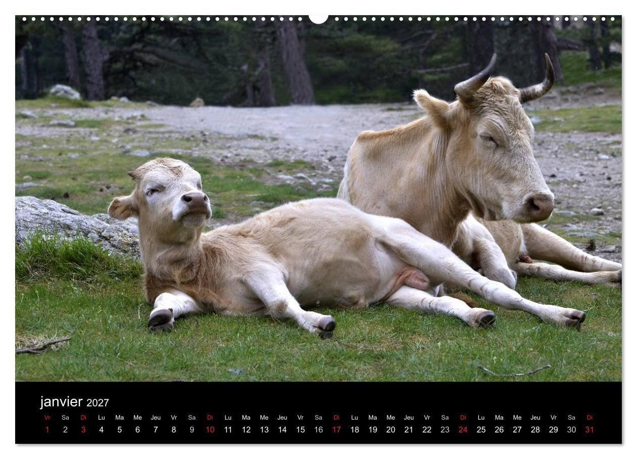 La Corse Ile de Beauté (Calendrier mural haut de gamme 2027 DIN A2 vertical), CALVENDO calendrier mensuel: Calendrier de photos sur la Corse