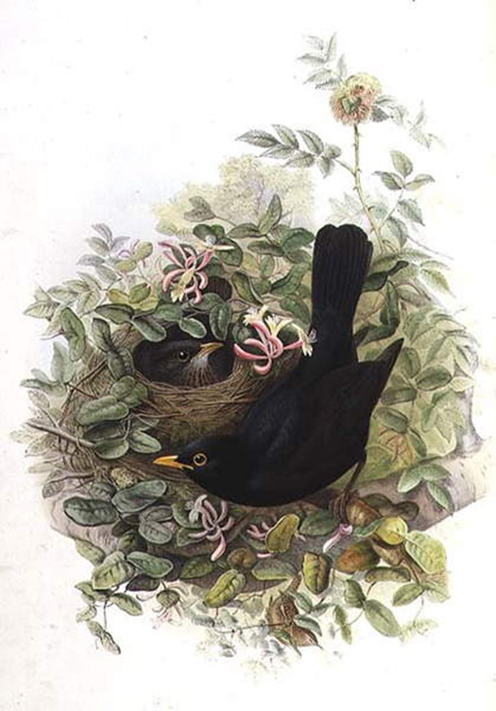 POSTERIIk Famous Animal Posters Vintage Picture Animal Bird Blackbird by John Gould Modern Wall Decor for Home Decor 60x90cm