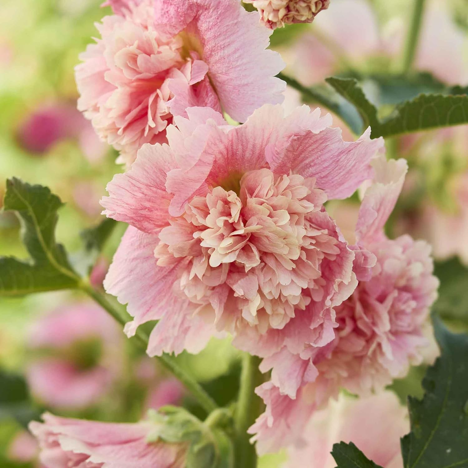 Eden Brothers Hollyhock Seeds (Dwarf) - Queeny Mix, Non-GMO Seeds for Planting, 1 oz | Low-Maintenance Flower Seeds, Plant During Spring or Fall, Zones 1, 2, 3, 4, 5, 6, 7, 8, 9, 10, 11, 12