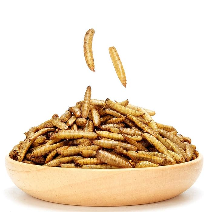 Buy Dried Black Soldier Fly Larva/Dried Mealworms 100 Natural BSF Larvae High Calcium