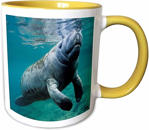 Vista 13 de 3dRose mug_45536_6 "West Indian Manatee Trichechus manatus in Florida, USA" Taza azul de dos tonos, 11 onzas, multicolor Blanco
