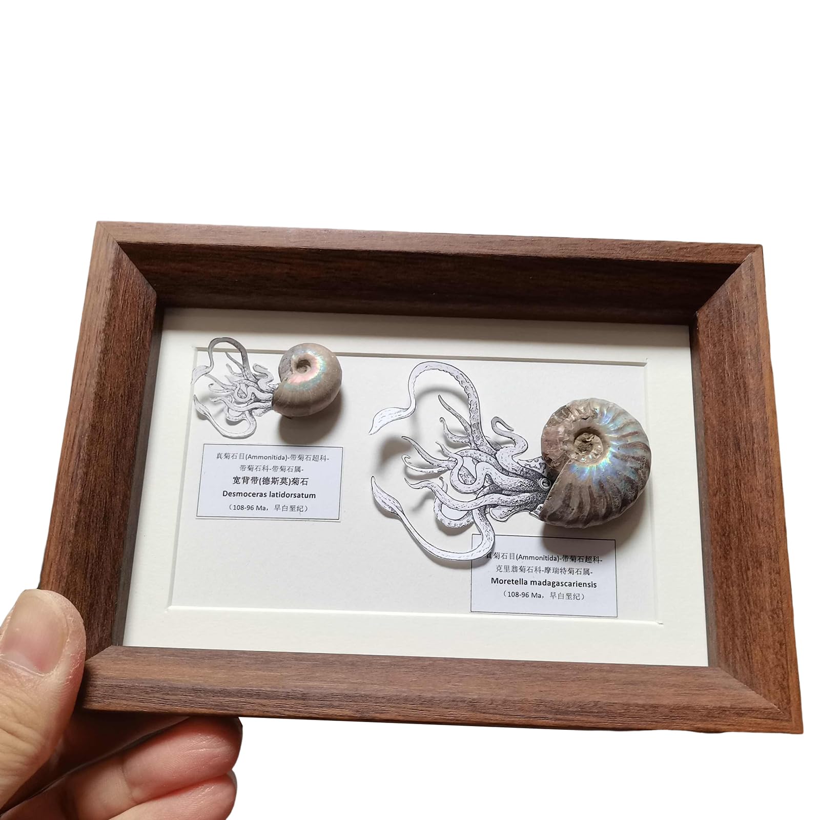 Ammonit Fossil Jahrgang Chrysokoll Fossil Modell Paläontologie Restauration Ornament Heimdekoration Kreative Geschenke,Braun,15cm