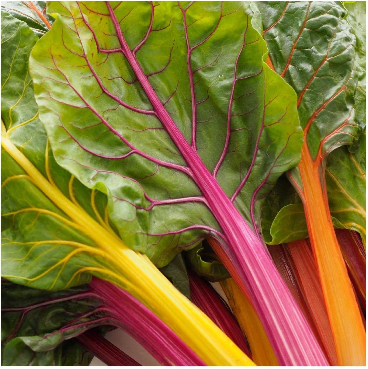Everwilde Farms - 1 Lb Rainbow Swiss Chard Seeds - Gold Vault