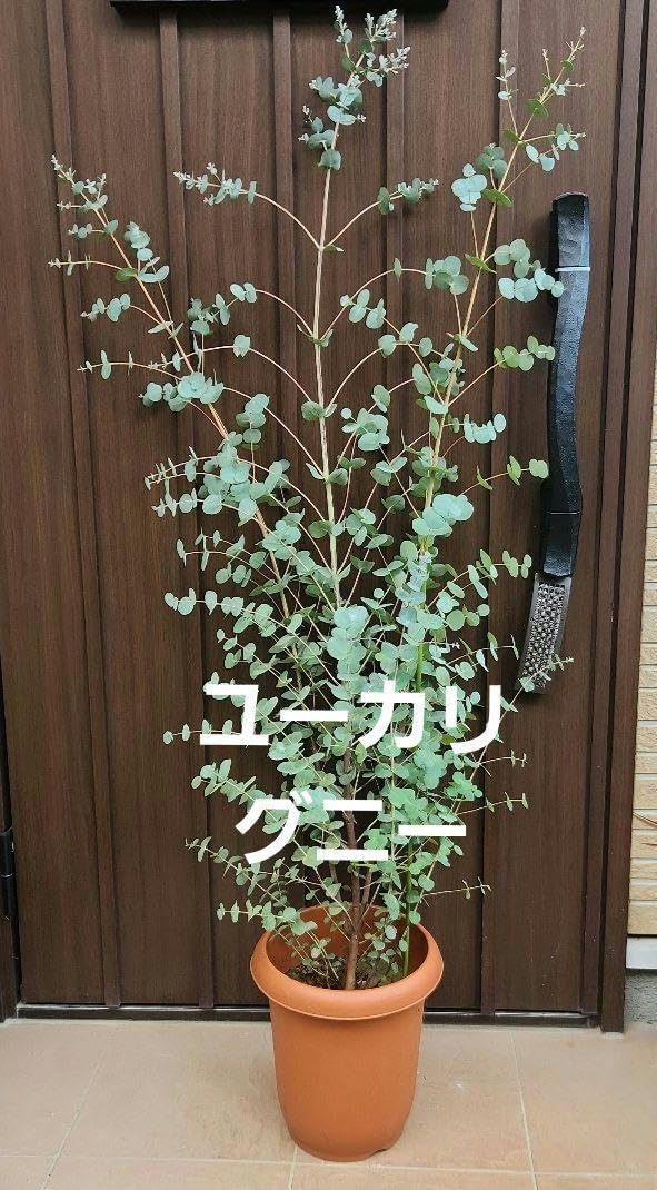 大きめ♪ユーカリグニー モダン鉢植え 大苗 シンボルツリー 大きめ♪ユーカリグニー モダン鉢植え 大苗 シンボルツリー