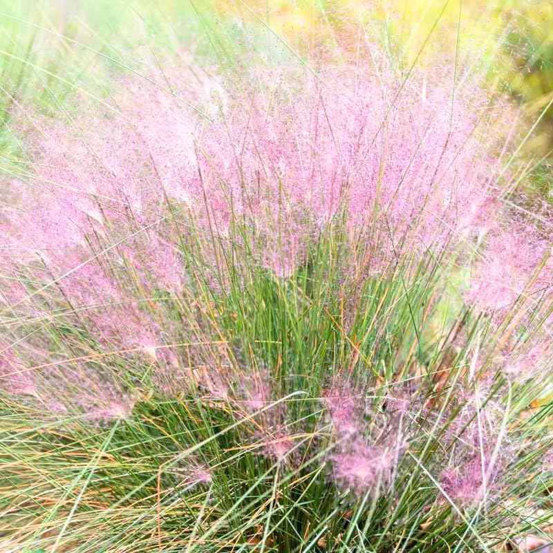 3 Pink Muhly Grass Live Plants, Pink Muhly Grass Plants, 4 to 6 Inch Tall, No Pot for Planting Outdoor Garden