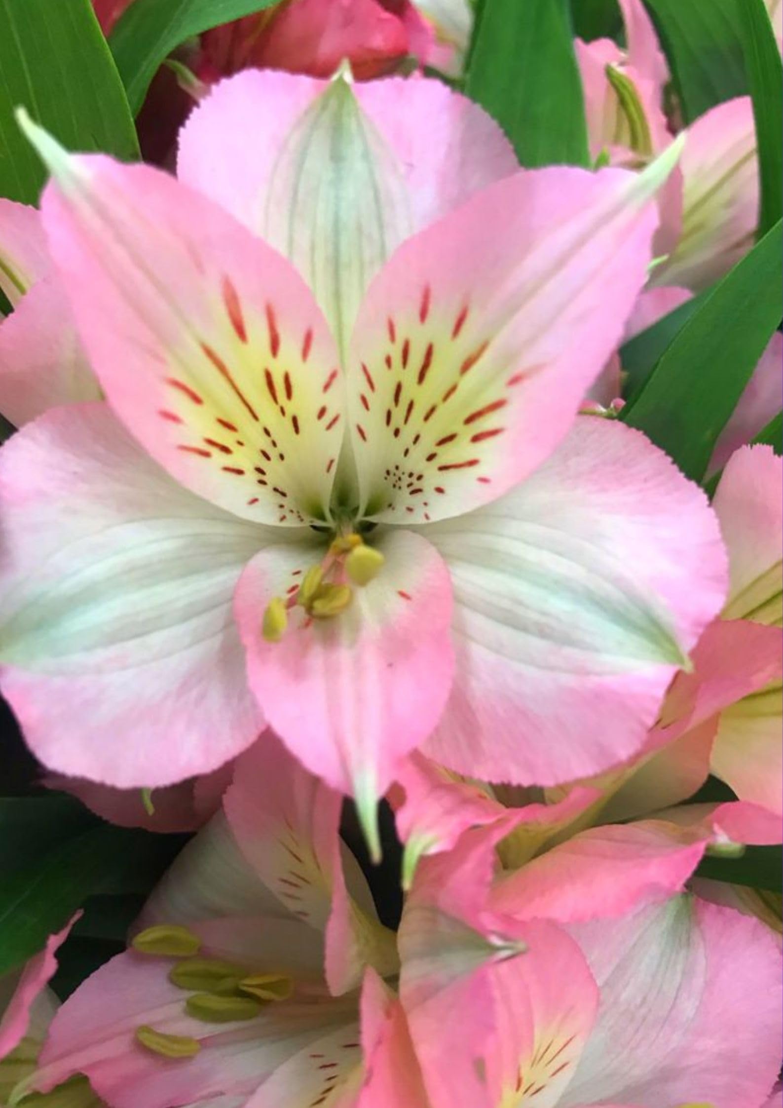 Oakwood Farms � Imported Alstroemeria Double Pink Color Flower Bulbs For Your Garden (Pack Of 1 Bulbs) (B0CVV176CX) Amazon Price History, Amazon Price Tracker