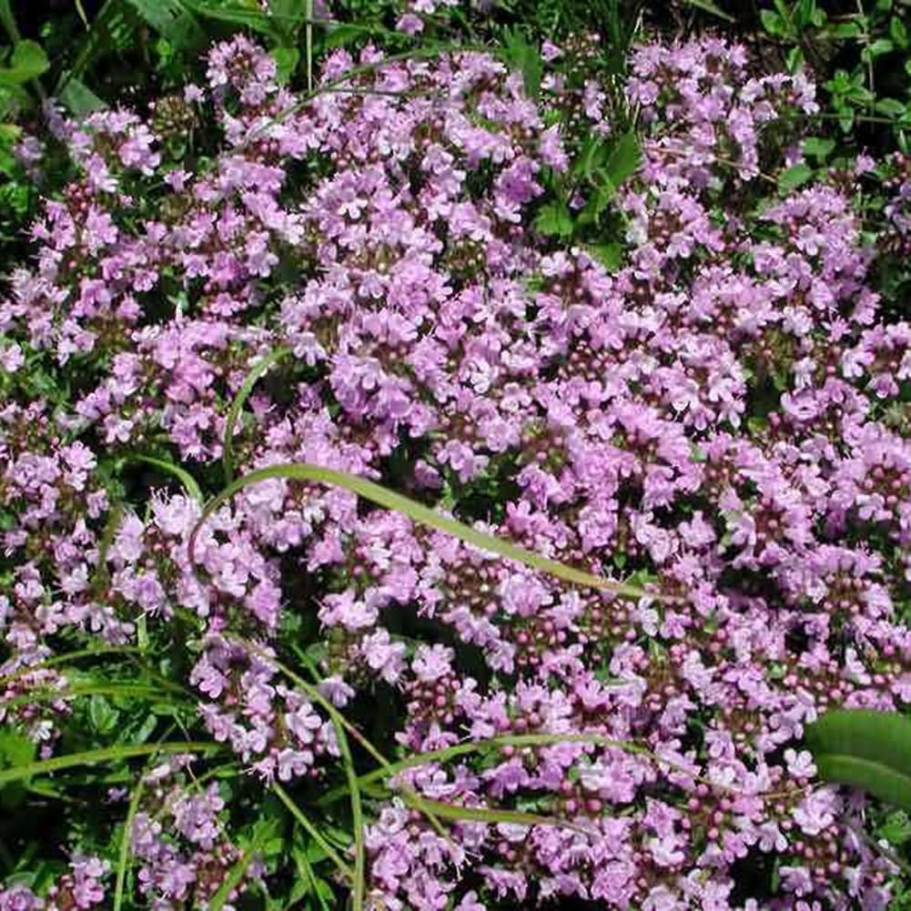 Timo, Pepolino - Thymus Vulgaris - Thymus Vulgaris - Piante Da Giardino - Foto 11