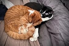 Review Image by Researches Everything Researches Everything