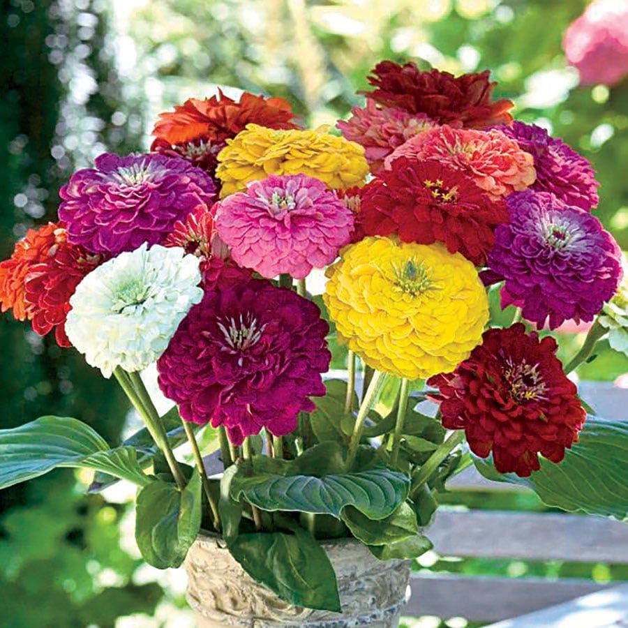 Park Seed Benary's Giant Mix Zinnia Seeds – Huge 4–6 Inch Double Blooms in Bold Colors, Tall Cut-Flower Favorite for Pollinators, Borders & Bouquets, Easy to Grow Annual – Pack of 250