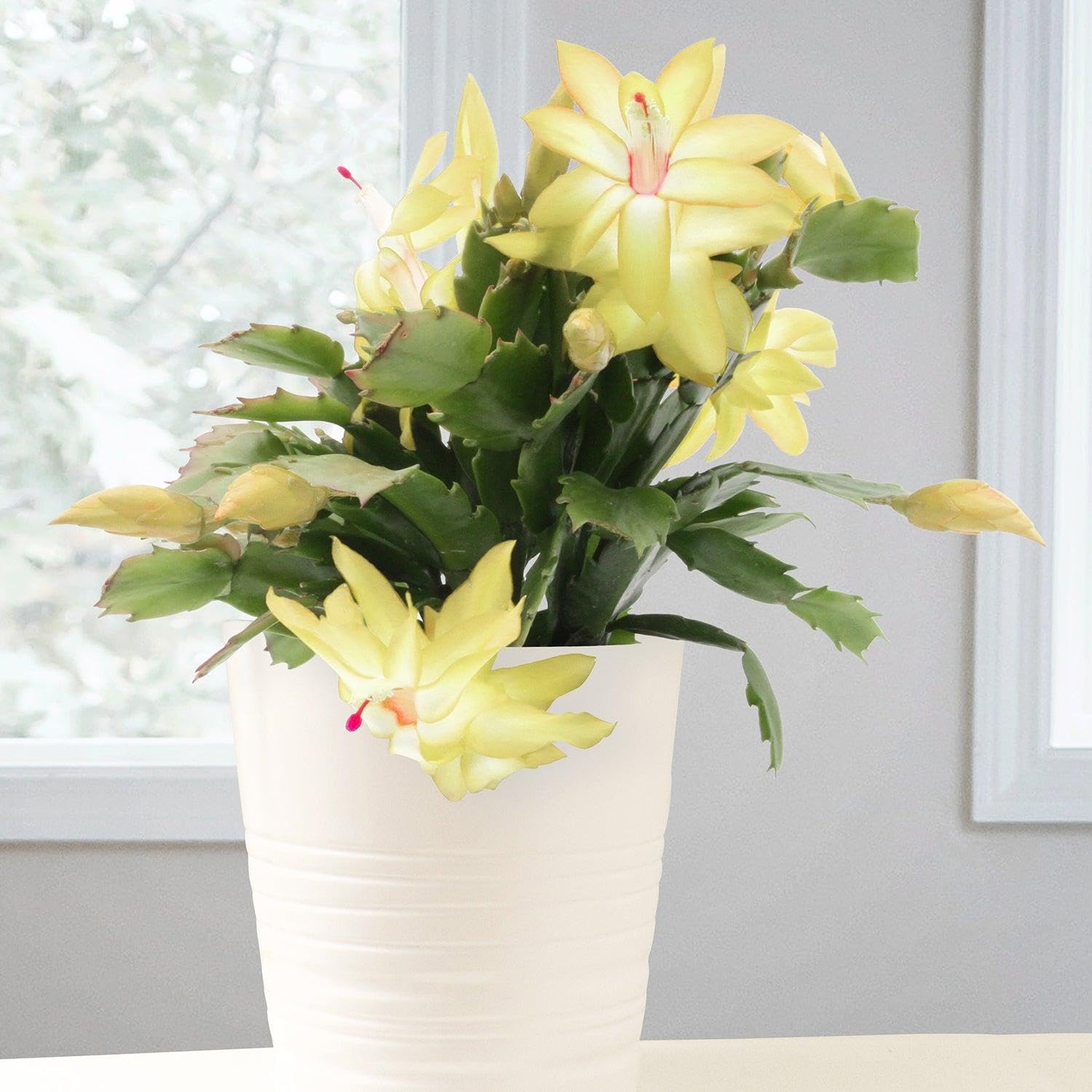 Yellow Christmas Cactus Plant - schlumbergera Plant in 9 cm Pot