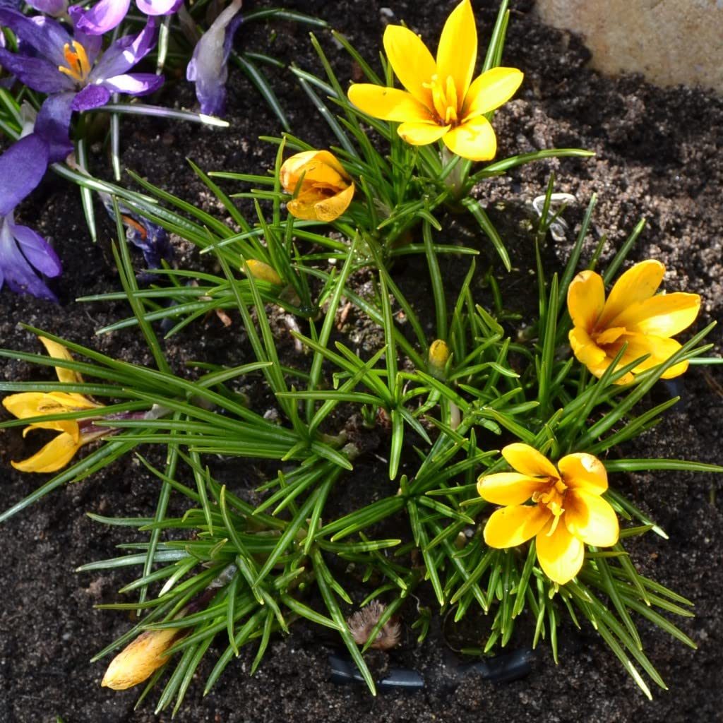 Blumenzwiebeln Krokuszwiebeln Crocus Botanische korolkowii (Taschkent-Krokus) (250 Zwiebeln)