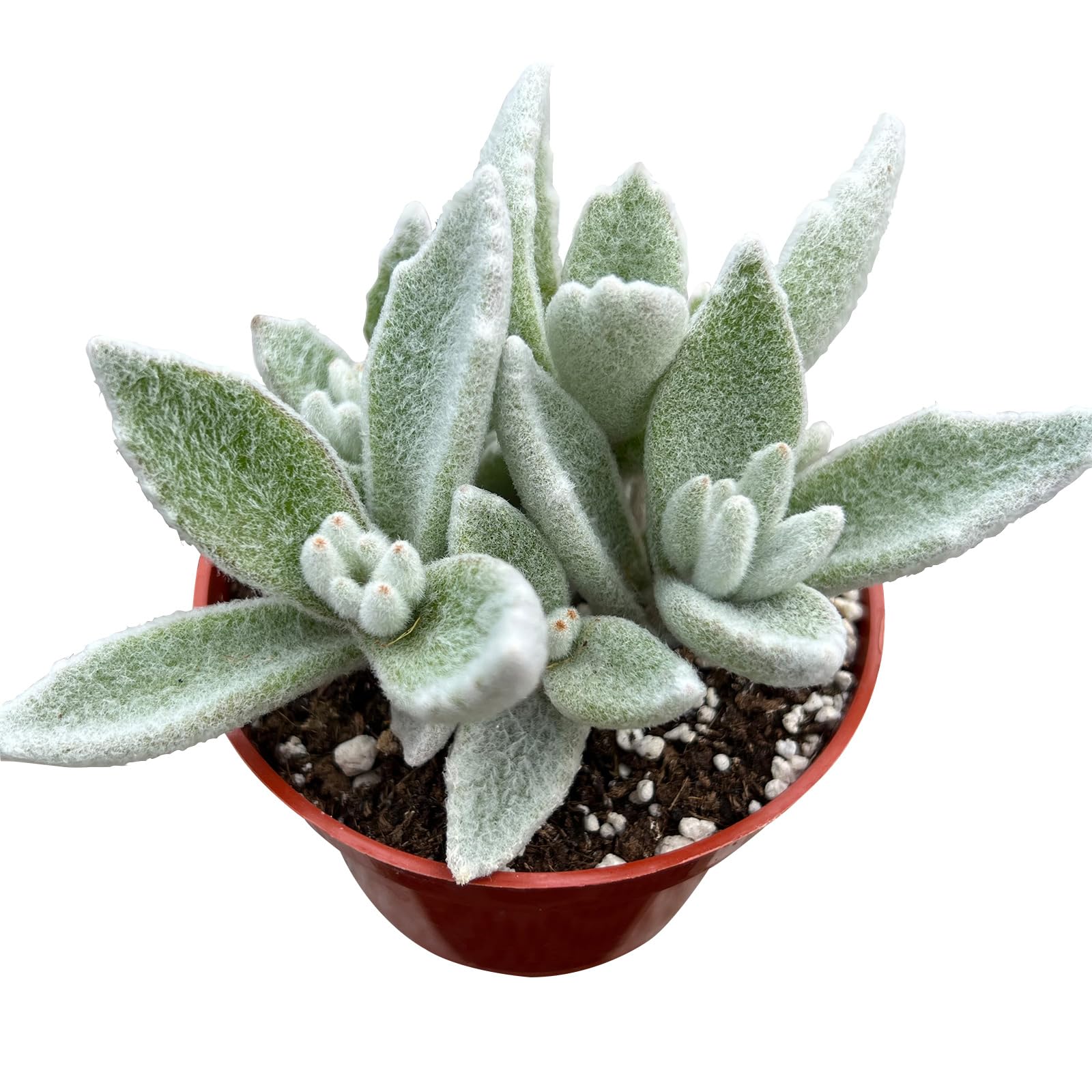 Sprout N Green Kalanchoe Eriophylla in 4 inch Nursery Planter, Live Succulent Plant Fully Rooted, Rare House Plant for Home Office Wedding Decoration DIY Projects Party