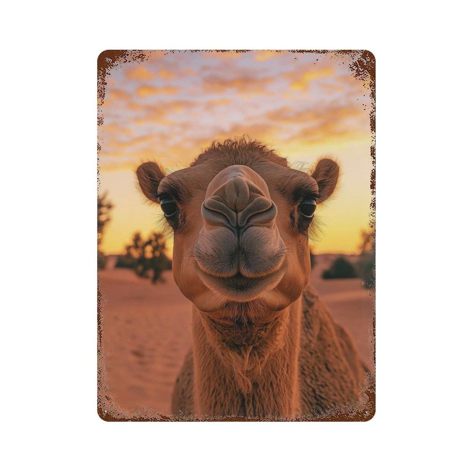 Camel Portrait at Sunset Wildlife Photo Distressed Metal Wall Sign 15.7"x11.8", for Farmhouse, Kitchen And Entryway Decor, Rustic Home Decor