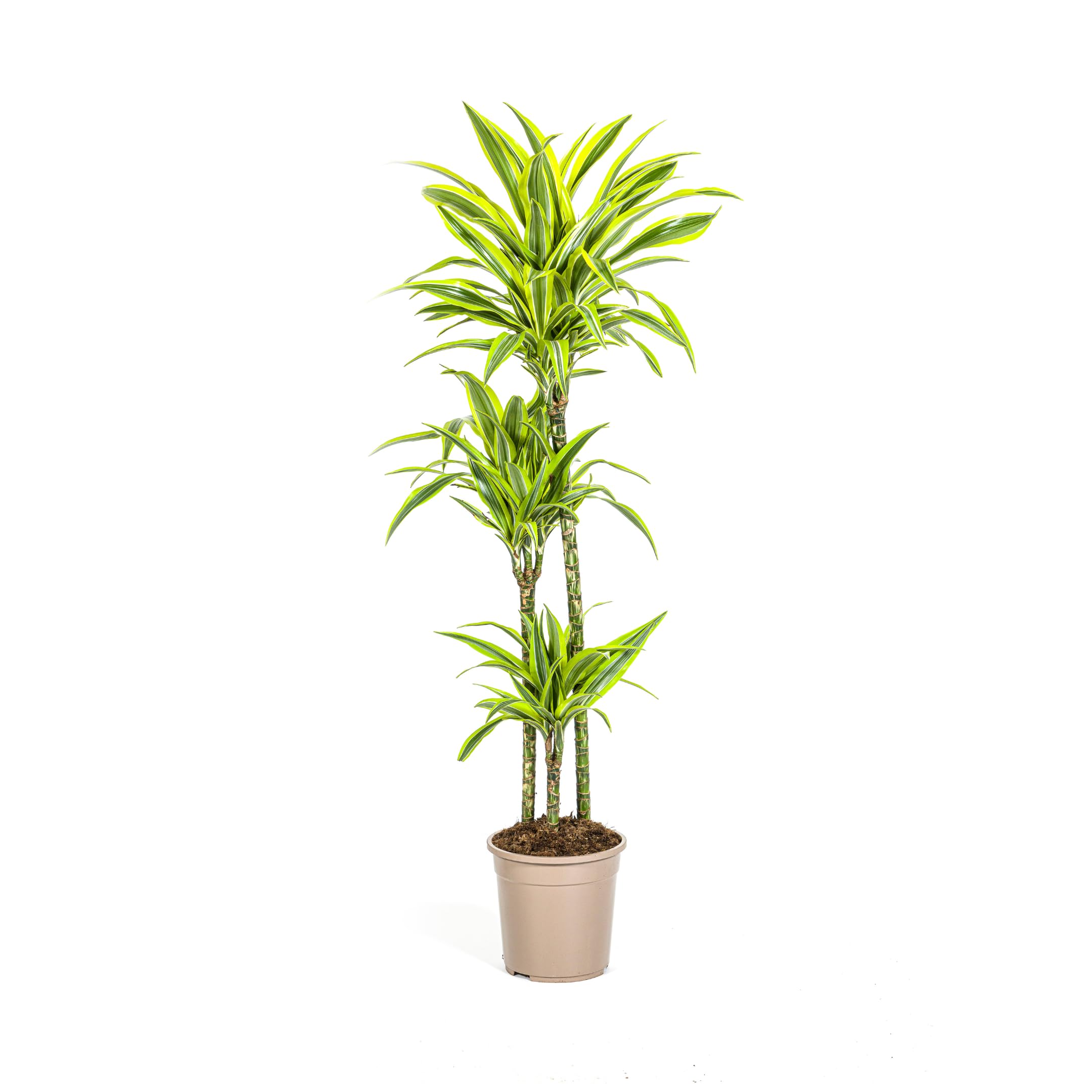 Dracaena deremensis "Lemon Lime" - Planta verde (24 cm)