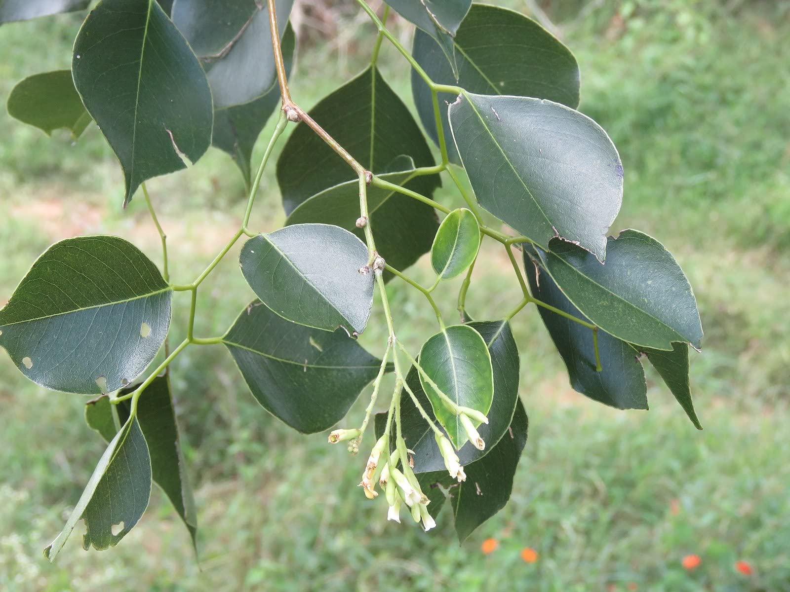 M-Tech Gardens Exclusive New Rare 1 Rosewood Tree Dalbergia sissoo Live Seedling Plant (B0CLGJ6W7F) Amazon Price History, Amazon Price Tracker