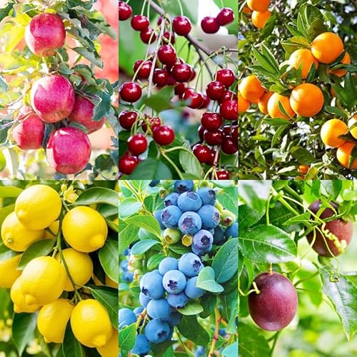 6 Types Mix Fruit Seeds for Planting-40 Lemon &10 Cheery & 40 Orange & 40 Apple &40 Passion Fruit & 10 Blueberry Seeds for Planting Home Garden Outdoor
