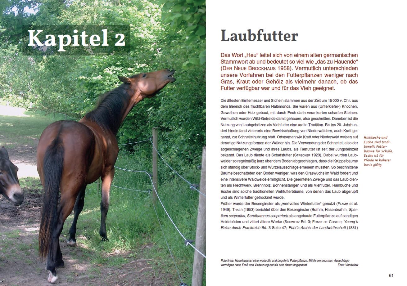 Pferd und Gehölz