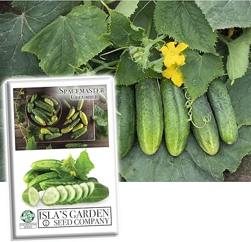 Semillas de pepino Spacemaster, más de 100 semillas tradicionales por paquete, semillas de jardín de Isla (semillas de jardín de Isla), semillas sin