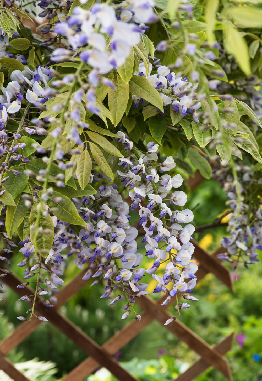 Wisteria sinensis mieszanka błękitnego deszczu, 70-80 cm, w doniczce 17 cm – roślina pnąca, mocno kwitnąca, uszlachetniona dla wysokiej siły kwitnienia, odporna na zimę, idealna do pergoli, ogrodzenia