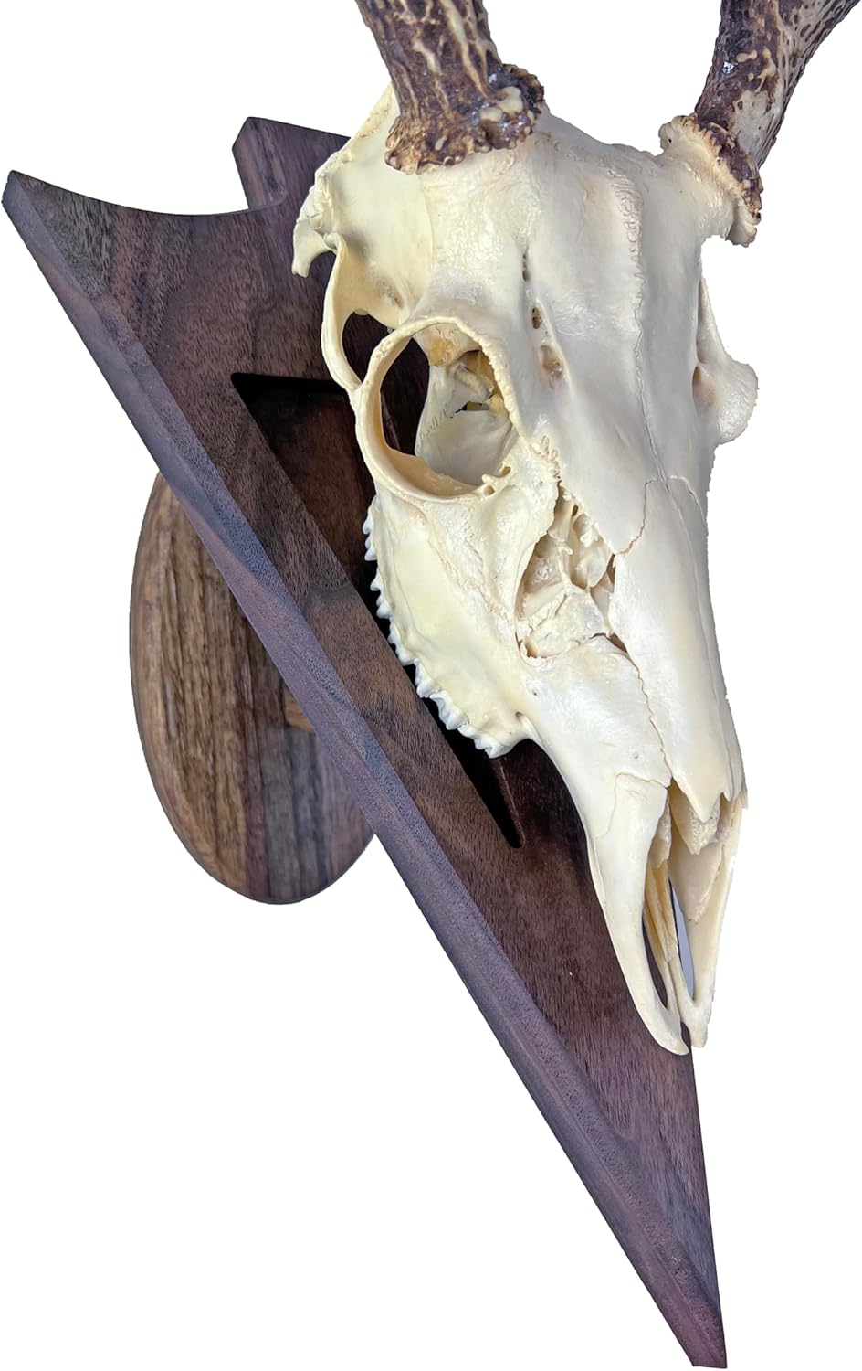 Arrowhead Shaped European Mount Deer Skull Plaque - NO Drilling Required (Walnut)