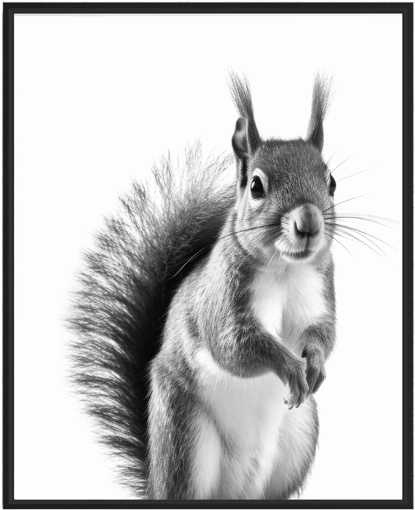 HomeArtPrint Squirrel Art Prints Posters, Black and White Animal Photography Wall Art, Wildlife Nature Photo, Exotic Animal Wall for Bathroom Bedroom Decor 71 (Squirrel, 8 x 10 inches, Unframed)