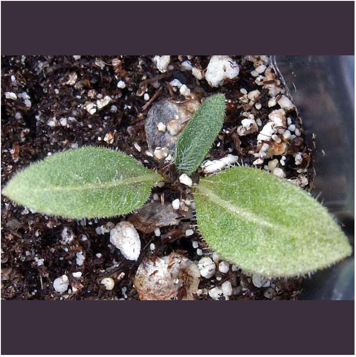 Everwilde Farms - 1/4 Lb Yellow Gaillardia Native Wildflower Seeds - Gold Vault